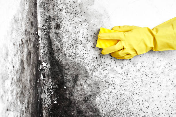 Best Affordable Mold Removal  in Union Mill, VA