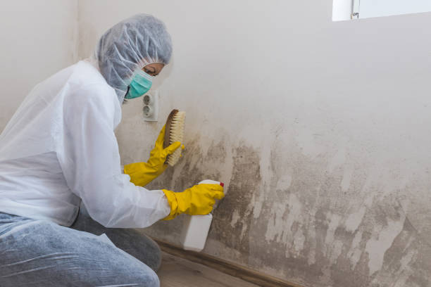 Best Mold Remediation  in Union Mill, VA