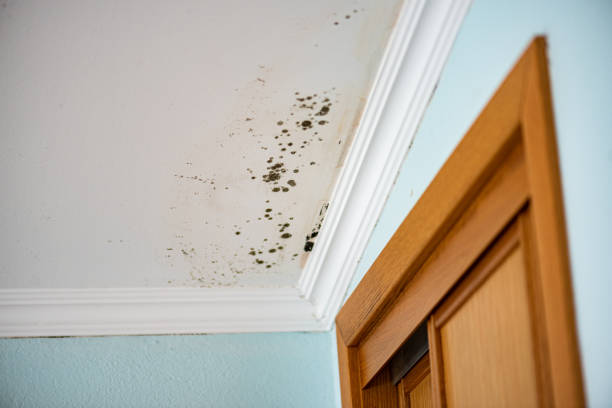 Best Attic Mold Removal  in Union Mill, VA