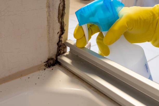 Best Same-Day Mold Removal  in Union Mill, VA