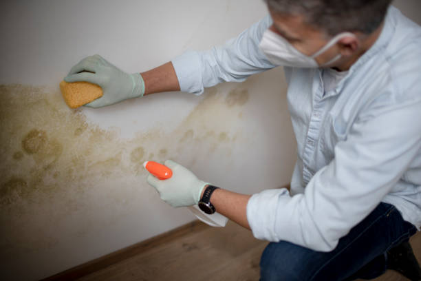 Trusted Union Mill, VA Mold Removal Experts