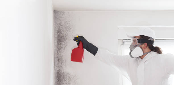  Union Mill, VA Mold Removal Pros