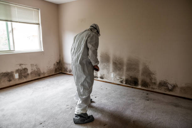 Best Office Mold Removal Services  in Union Mill, VA