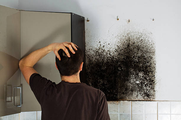 Best Mold Remediation Experts  in Union Mill, VA