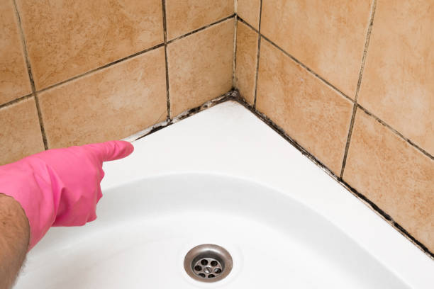 Best Toxic Mold Removal  in Union Mill, VA